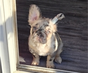 French Bulldog Puppy for sale in GLEN BURNIE, MD, USA