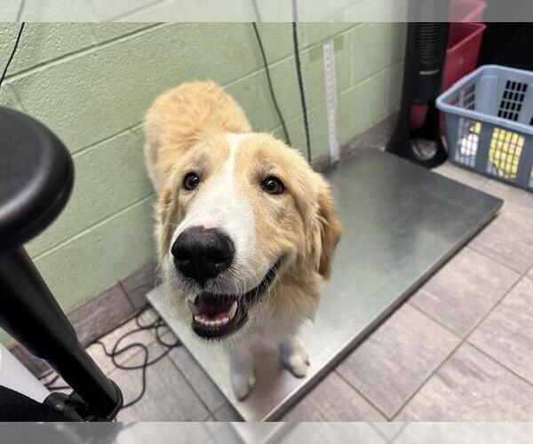 Medium Photo #1 Great Pyrenees-Unknown Mix Puppy For Sale in Grand Prairie, TX, USA