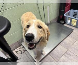 Great Pyrenees-Unknown Mix Dogs for adoption in Grand Prairie, TX, USA