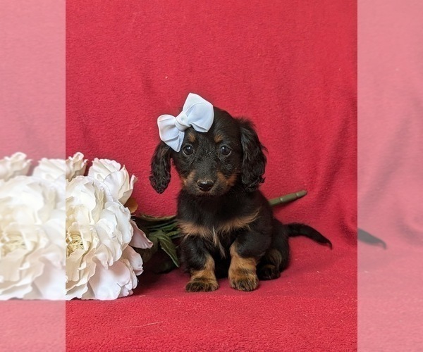 Medium Photo #3 Dachshund Puppy For Sale in LEOLA, PA, USA