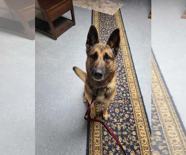 Medium Photo #1 German Shepherd Dog-Unknown Mix Puppy For Sale in Frenchburg, KY, USA