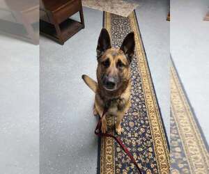 German Shepherd Dog-Unknown Mix Dogs for adoption in Frenchburg, KY, USA