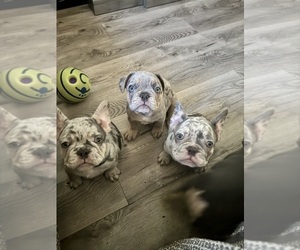 French Bulldog Puppy for sale in BAKERSFIELD, CA, USA