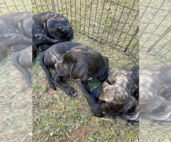Medium Photo #11 Mastiff Puppy For Sale in VILLA RICA, GA, USA