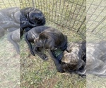 Small Photo #11 Mastiff Puppy For Sale in VILLA RICA, GA, USA