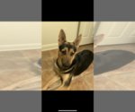 Small Photo #1 German Shepherd Dog Puppy For Sale in RIVERSIDE, CA, USA