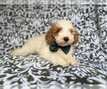 Small #2 Cockapoo (Miniature)