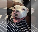 Small #6 American Pit Bull Terrier Mix