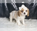 Small #3 Cavalier King Charles Spaniel