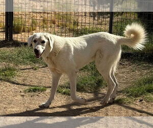 Great Pyrenees-Unknown Mix Dogs for adoption in Hamilton, MT, USA