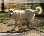 Small Great Pyrenees Mix