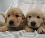 Image preview for Ad Listing. Nickname: Litter of 6