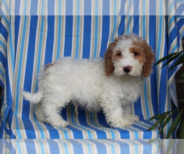 Medium Photo #4 Miniature Labradoodle Puppy For Sale in FREDERICKSBURG, OH, USA