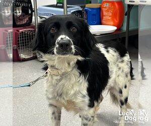 Border Collie-Colonial Cocker Spaniel Mix Dogs for adoption in Washington, DC, USA