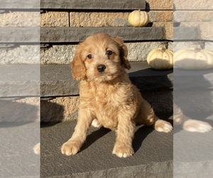 Cockapoo Puppy for sale in CANOGA, NY, USA