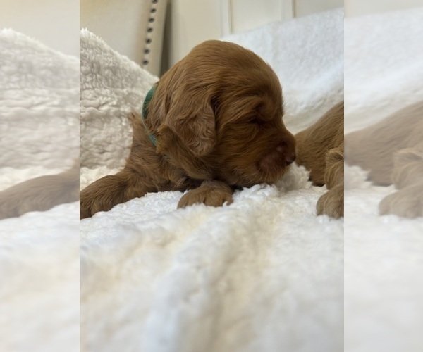 Medium Photo #8 Goldendoodle Puppy For Sale in DELAND, FL, USA