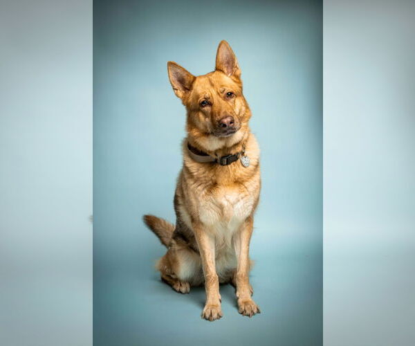 Medium Photo #1 German Shepherd Dog Puppy For Sale in Rowlett, TX, USA