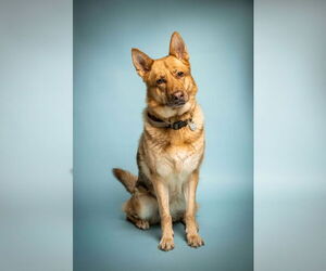 German Shepherd Dog Dogs for adoption in Rowlett, TX, USA