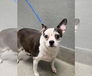Chihuahua-Unknown Mix Dogs for adoption in Las Vegas, NV, USA