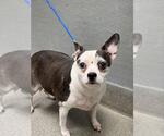 Small Chihuahua Mix