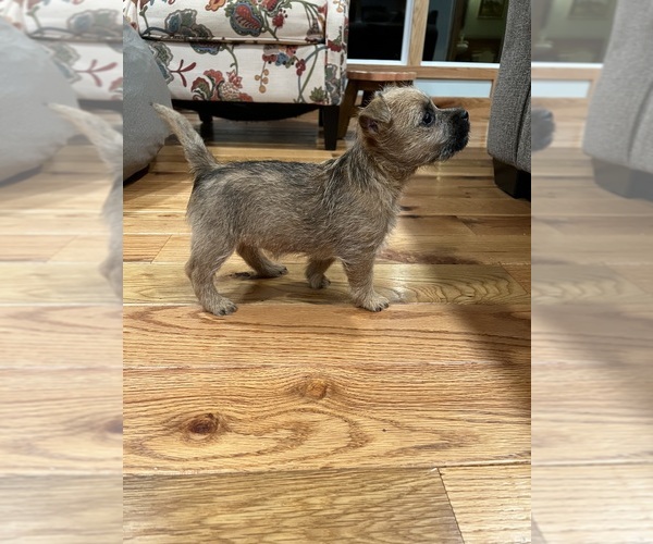 Medium Photo #3 Cairn Terrier Puppy For Sale in MADISON, NC, USA
