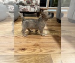 Small Photo #3 Cairn Terrier Puppy For Sale in MADISON, NC, USA
