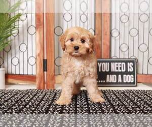 Cavapoo Puppy for sale in NAPLES, FL, USA