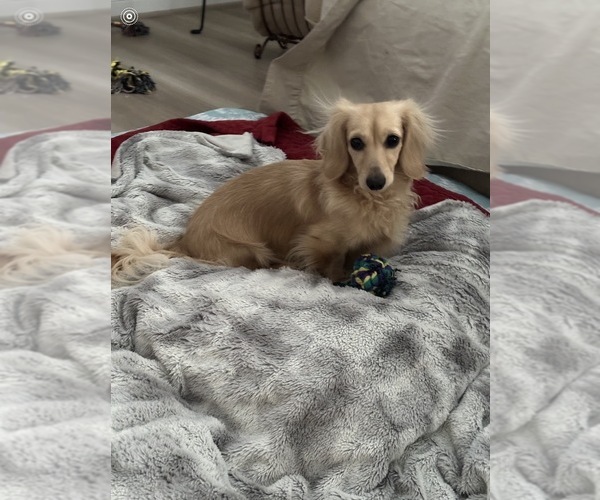 Medium Photo #1 Dachshund Puppy For Sale in AYLETT, VA, USA