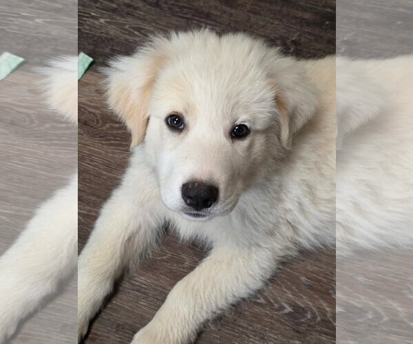 Medium Photo #2 Great Pyrenees-Unknown Mix Puppy For Sale in Dallas, TX, USA
