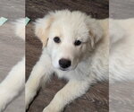 Small #1 Great Pyrenees Mix