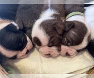 Boston Terrier Puppy for sale in COTTONWOOD, CA, USA