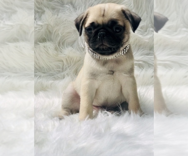 Medium Photo #1 Pug Puppy For Sale in CANTON, CT, USA