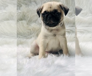 Pug Puppy for sale in CANTON, CT, USA