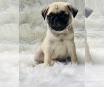 Small Photo #1 Pug Puppy For Sale in CANTON, CT, USA