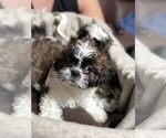 Small Shih Tzu