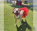 Small #1 American Pit Bull Terrier