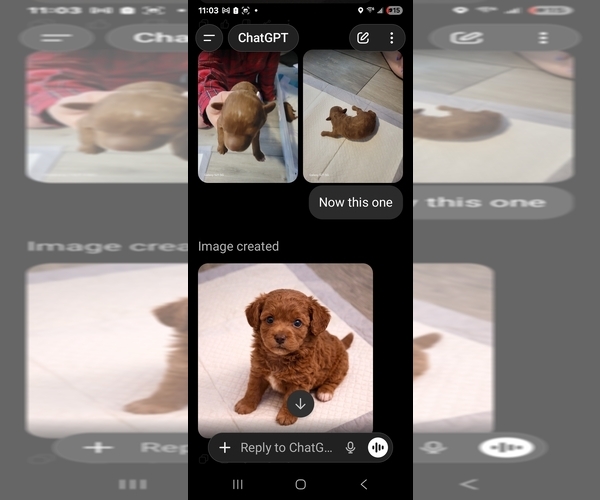 Medium Photo #2 Goldendoodle mix (+ Poodle Standard) Puppy For Sale in MILFORD, UT, USA