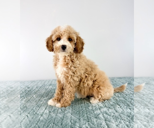 Medium Photo #5 Cavapoo (Miniature) Puppy For Sale in GREENFIELD, IN, USA