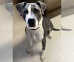 Small #5 American Pit Bull Terrier-Great Dane Mix