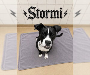 STORMI - Male American Pit Bull Terrier-Unknown Mix Dog for Adoption - Photo #3