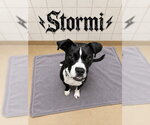 Small Photo #3 American Pit Bull Terrier-Unknown Mix Puppy For Sale in Derwood, MD, USA