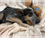 A614651 - Male Mutt Dog for Adoption - Small photo