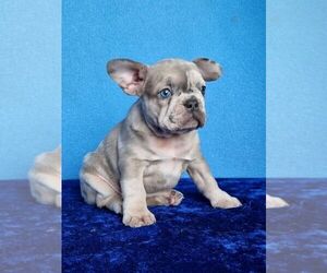 French Bulldog Puppy for sale in PUYALLUP, WA, USA