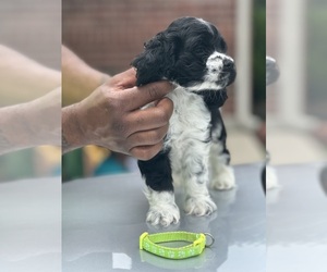 Cocker Spaniel Puppy for sale in HOUSTON, TX, USA