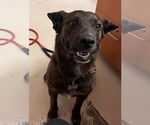 Small #3 American Pit Bull Terrier Mix