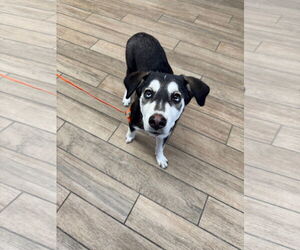 Mutt Dogs for adoption in Rowlett, TX, USA
