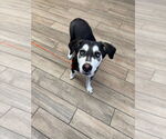 Small Mutt