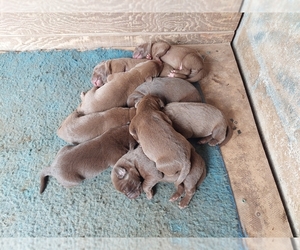 Labrador Retriever Puppy for sale in LYNDON STA, WI, USA