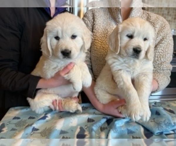 Medium Photo #1 English Cream Golden Retriever Puppy For Sale in ELLENSBURG, WA, USA