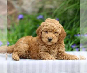 Goldendoodle (Miniature) Puppy for sale in EAST EARL, PA, USA